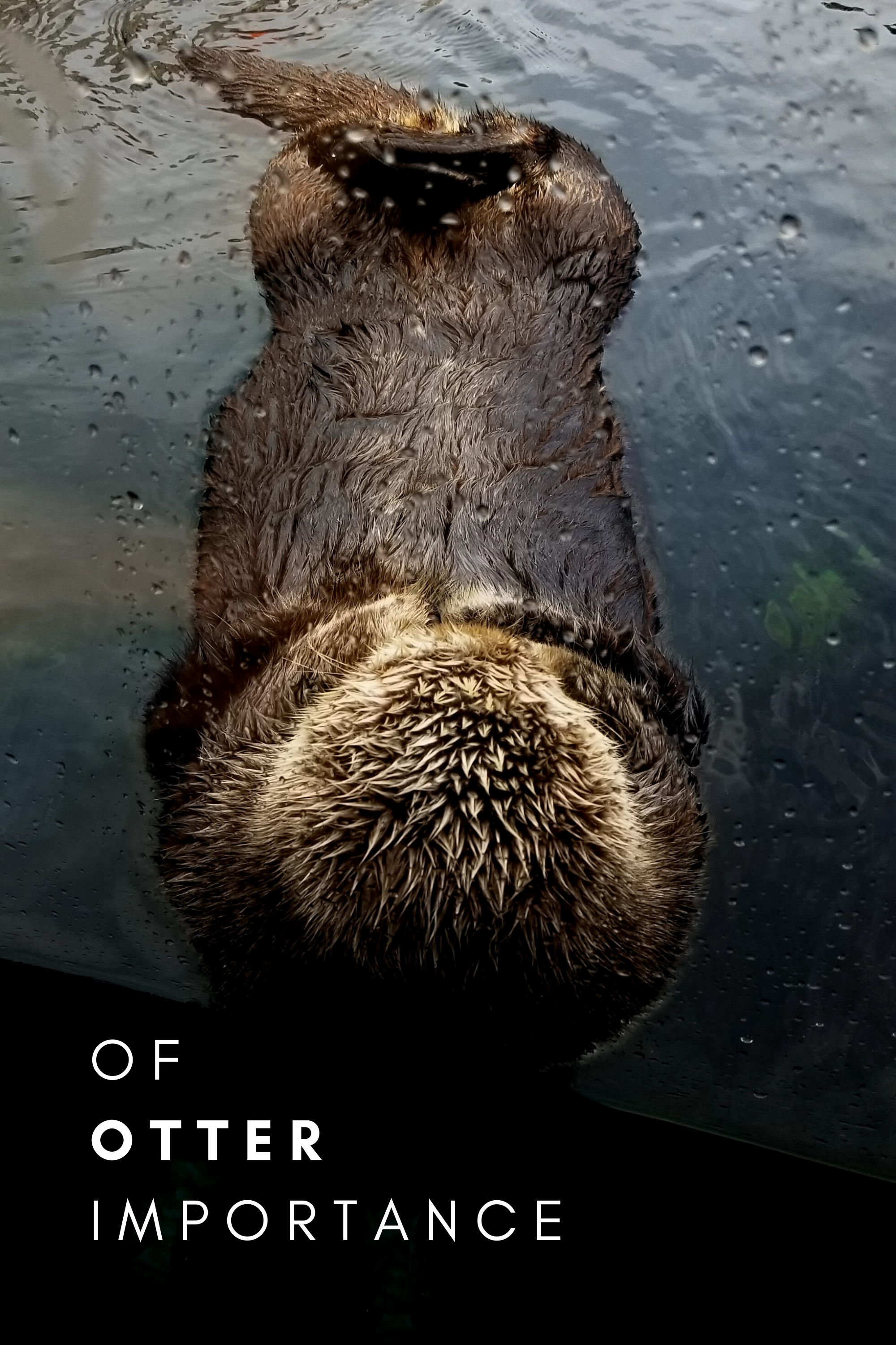 OF OTTER IMPORTANCE | Behind the Design